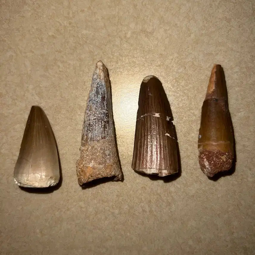 [BUNJANG] Spinosaurus and Mosasaurus Tooth Fossils / 스피노사우루스, 모사사우루스 이빨화석