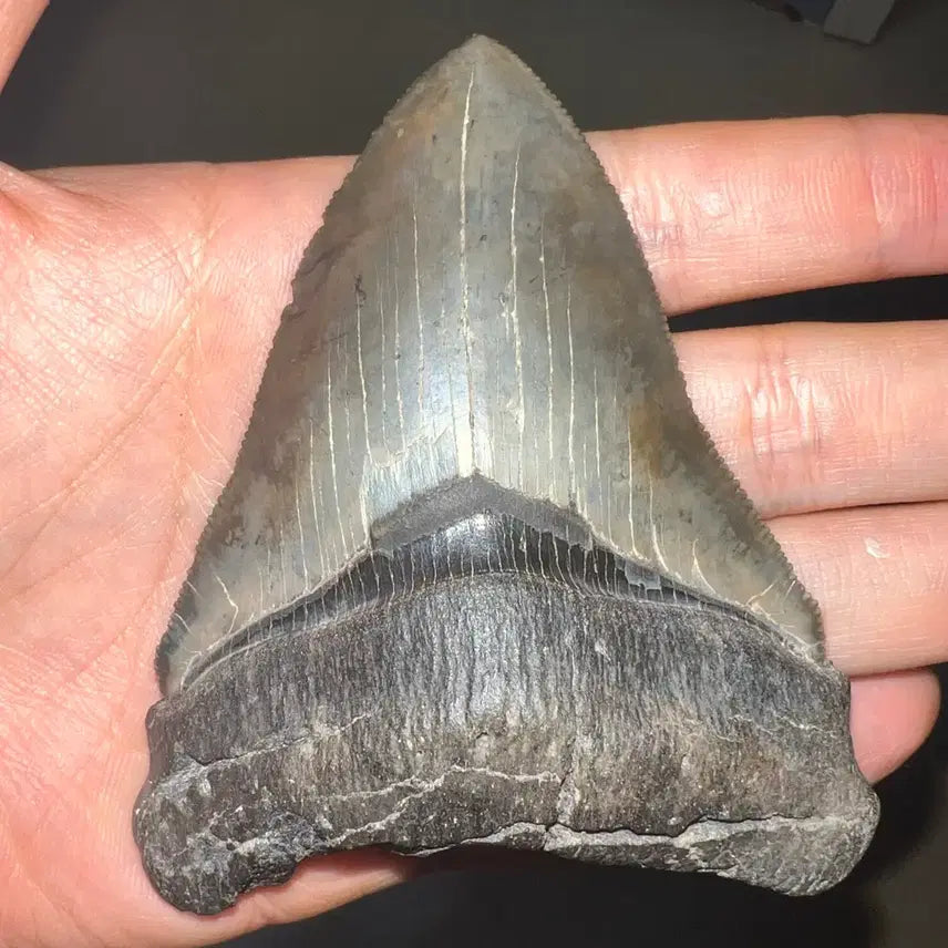 [BUNJANG] Otodus Chubutensis Shark Tooth Fossil / 추부텐시스 상어 이빨화석
