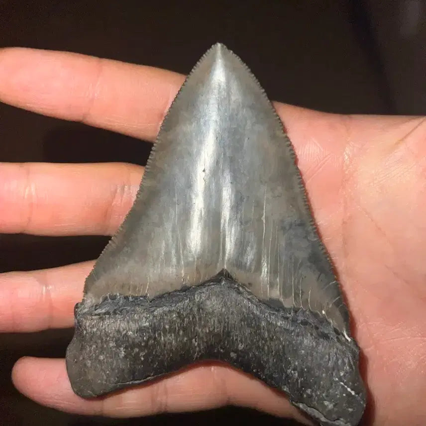 [BUNJANG] Otodus Chubutensis Shark Tooth Fossil / 추부텐시스 상어 이빨화석