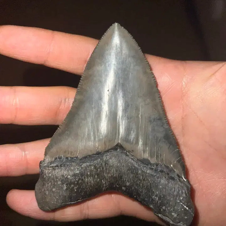 [BUNJANG] Otodus Chubutensis Shark Tooth Fossil / 추부텐시스 상어 이빨화석