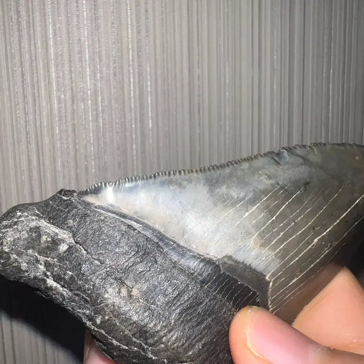 [BUNJANG] Otodus Chubutensis Shark Tooth Fossil / 추부텐시스 상어 이빨화석