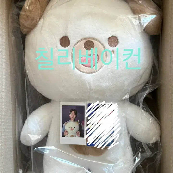 [BUNJANG] DAY6 Giant Petit Merls Don Photocard / 데이식스 자이언트 쁘띠멀즈 돈