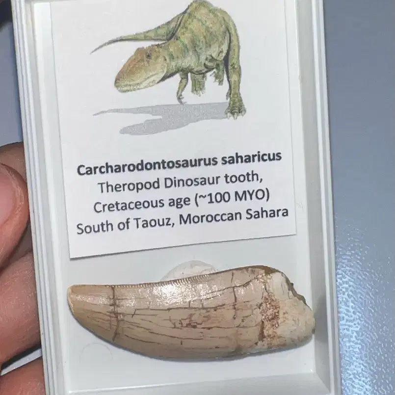[BUNJANG] Rare Colored Carcharodontosaurus Tooth Fossil / 희귀한 컬러의 카르카로돈토사우루스 이빨화석