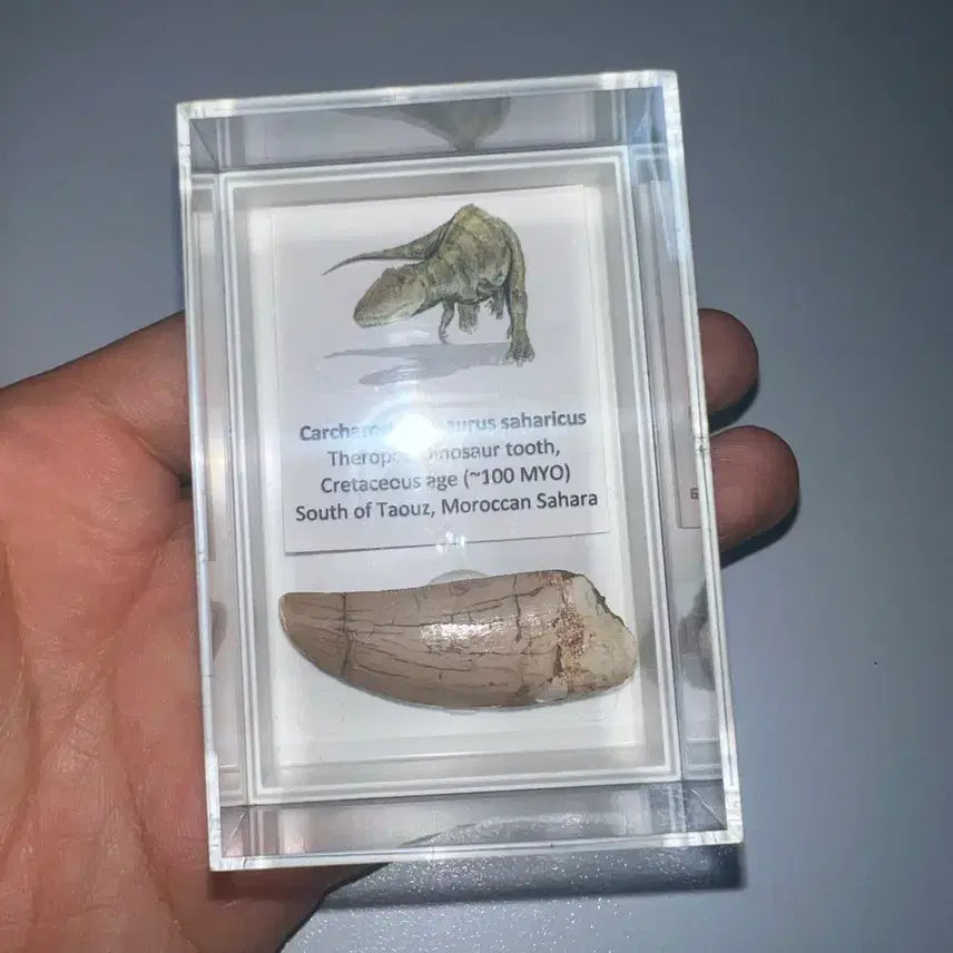 [BUNJANG] Rare Colored Carcharodontosaurus Tooth Fossil / 희귀한 컬러의 카르카로돈토사우루스 이빨화석