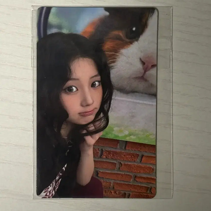 [BUNJANG] Kwon Hee Special Edition Guinea Pig Photocard / 원희 특전 기니피그 포카