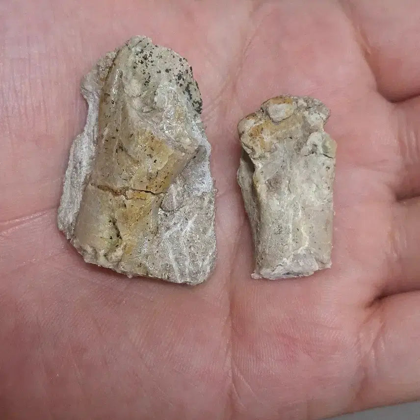[BUNJANG] Psittacosaurus Leg Bone Fossil (Set of 2) / 프시타코사우루스 다리뼈화석