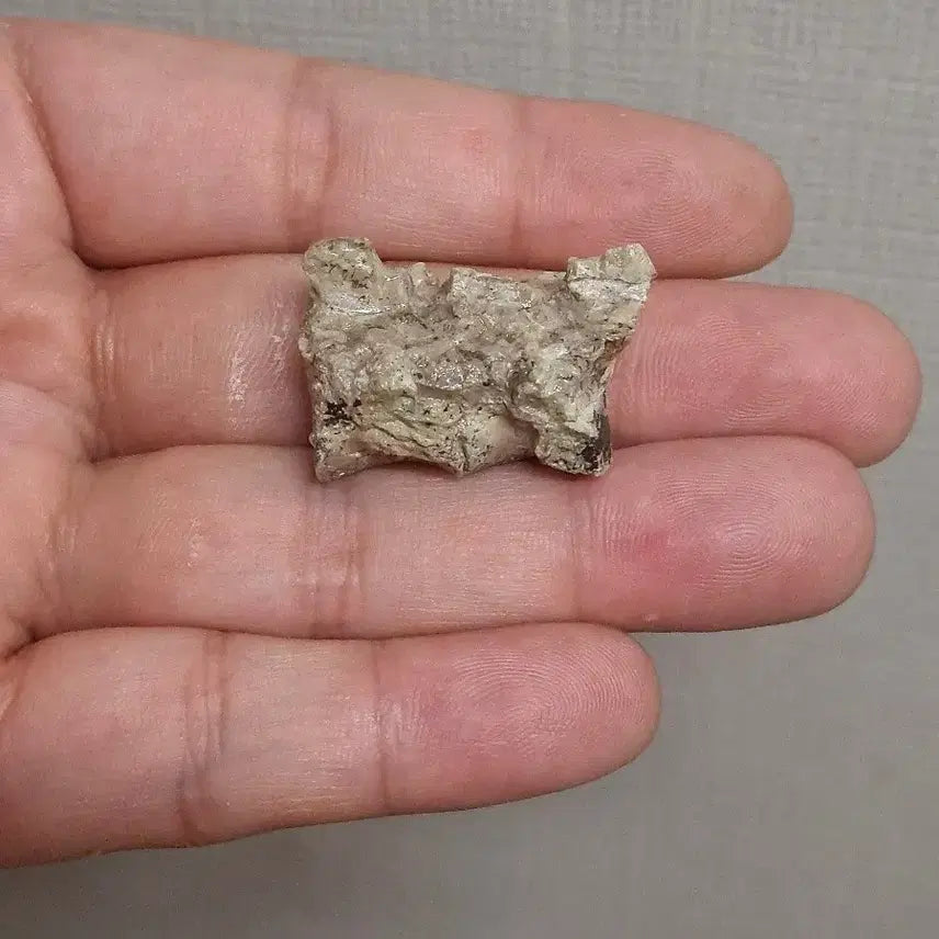 [BUNJANG] Psittacosaurus Vertebra Fossil / 프시타코사우루스 척추화석