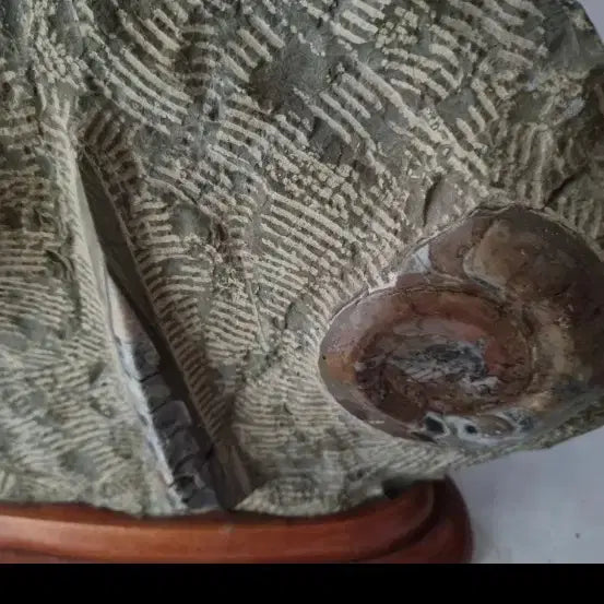 [BUNJANG] Ancient Ammonite Fossil / 골동품)고대 암모나이트 화석
