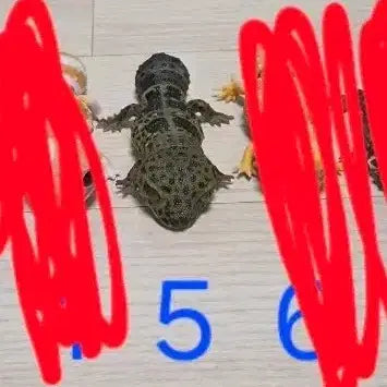 [BUNJANG] Bandai Living Big Dragon Lizard Gacha (Unsealed) / (개봉) 반다이 생물대도감 도마뱀 가챠 판매
