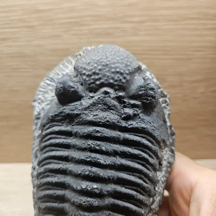 [BUNJANG] Trilobite Fossil with Wooden Stand / 삼엽충 화석