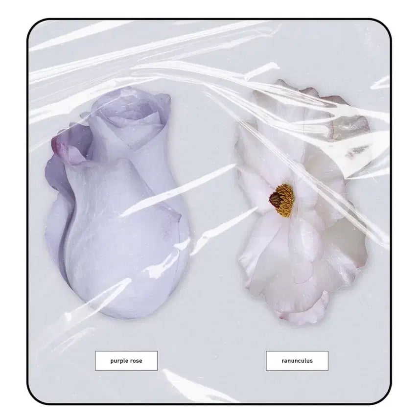[BUNJANG] Lee Ok-to Toss Yeongpyeong Bookstore Ranunculus Purple Rose Bookmark 2 Types / 이옥토 토스 영풍문고 책갈피 2종 미개봉! 라넌큘러스 퍼플로즈
