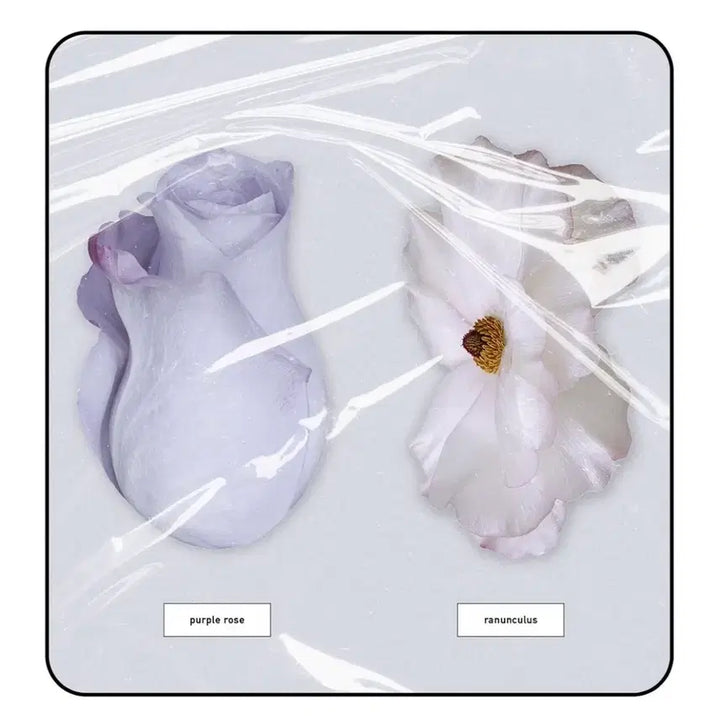 [BUNJANG] Lee Ok-to Toss Yeongpyeong Bookstore Ranunculus Purple Rose Bookmark 2 Types / 이옥토 토스 영풍문고 책갈피 2종 미개봉! 라넌큘러스 퍼플로즈