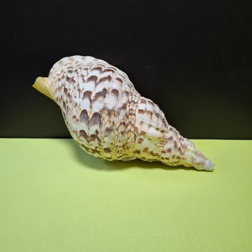 [BUNJANG] Large Conch Shell / 대형 소라 나각 용도