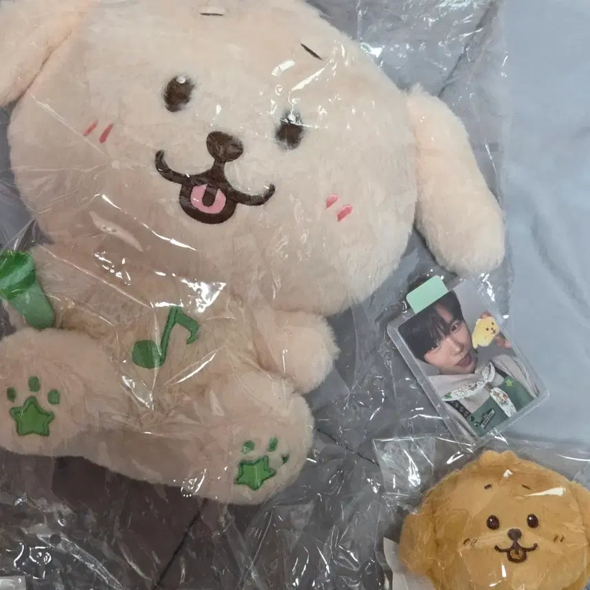 [BUNJANG] Wishdoll Dachshund 30cm Bread Doll Jaehee Bundle Set Photocard / 일괄 판매글 / 개별x ) 위시돌 댕트리버 30cm 빵 인형 재희 포카