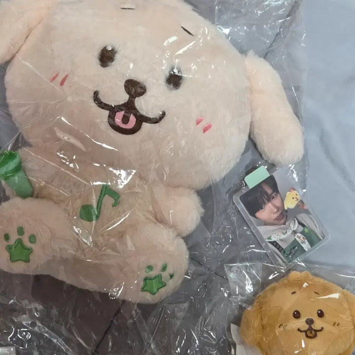 [BUNJANG] Wishdoll Dachshund 30cm Bread Doll Jaehee Bundle Set Photocard / 일괄 판매글 / 개별x ) 위시돌 댕트리버 30cm 빵 인형 재희 포카
