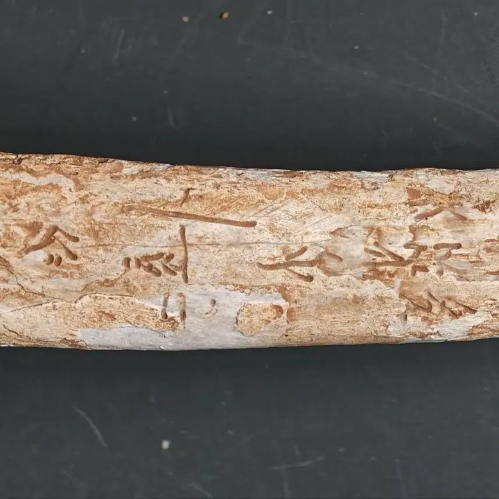 [BUNJANG] Shang Dynasty Oracle Bone Script Fragment (2) Excavated Artifact, Antique Collectible / 고대 상나라 은허 갑골문 점복각골편 (2) 출토품 골동품 수집품
