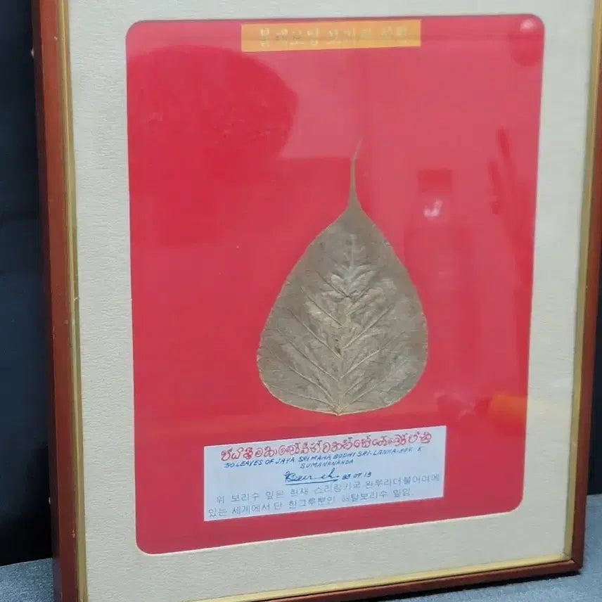 [BUNJANG] Srilanka Bodhi Leaf Framed Art / 해탈 보리수잎 스리랑카 불교