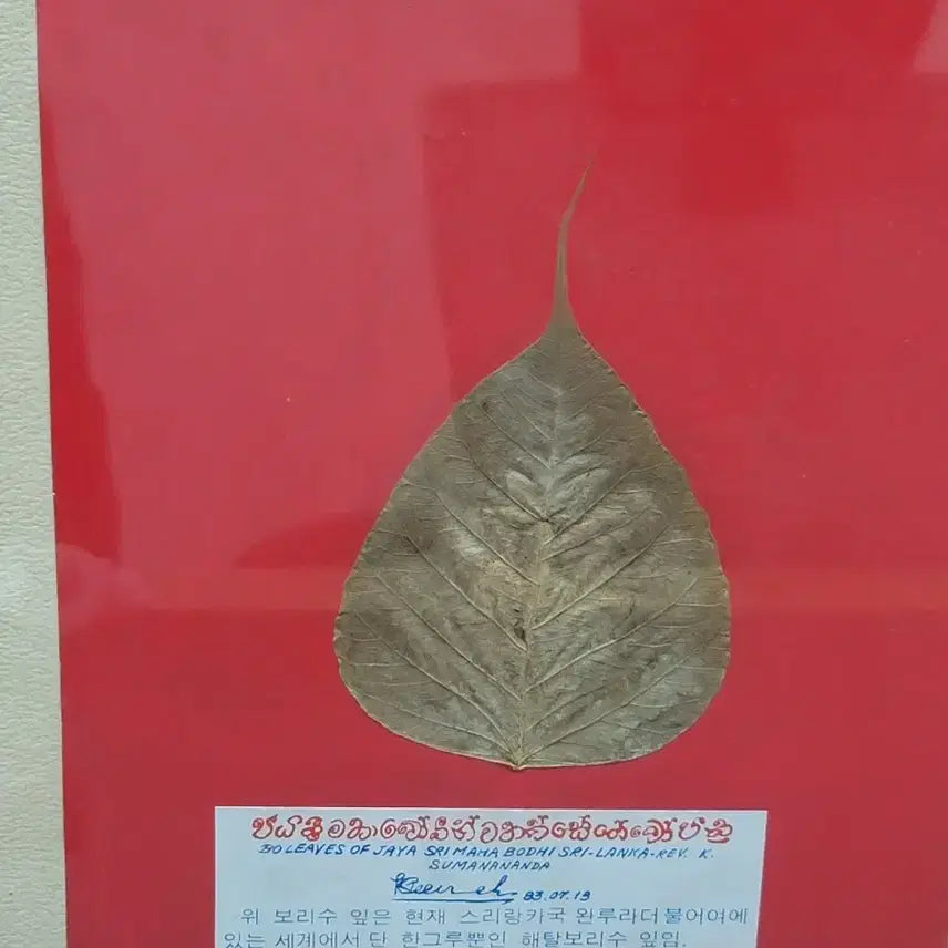 [BUNJANG] Srilanka Bodhi Leaf Framed Art / 해탈 보리수잎 스리랑카 불교