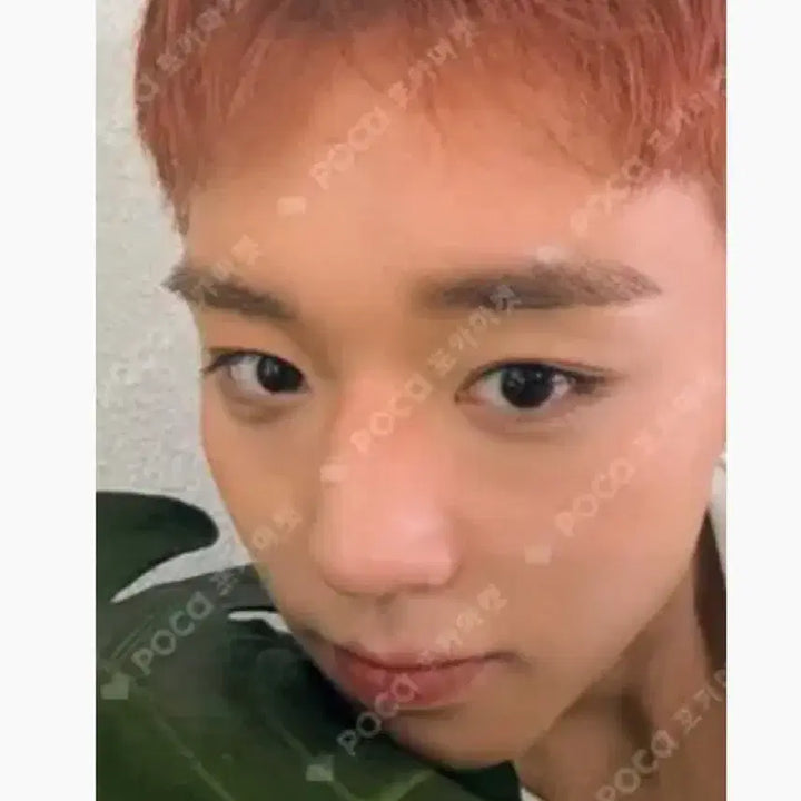 [BUNJANG] Park Jihoon Album Photocard / 박지훈님 앨범 포카 판매합니다