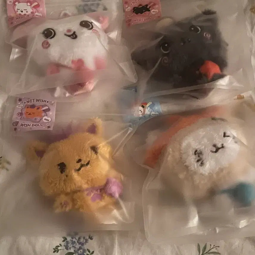 [BUNJANG] WishDoll Bubble Cat Pangi (Not For Sale) / 위시돌 양도해여ㅠㅠㅠ