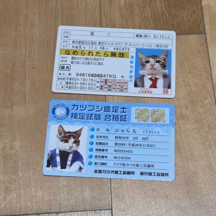 [BUNJANG] Cat Business Cards Set / 고양이 명함 판매