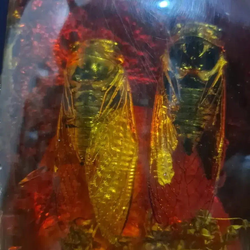 [BUNJANG] Unique "Cicada Fossil?" Sculpture / 신기한 왕매미2마리 화석?
