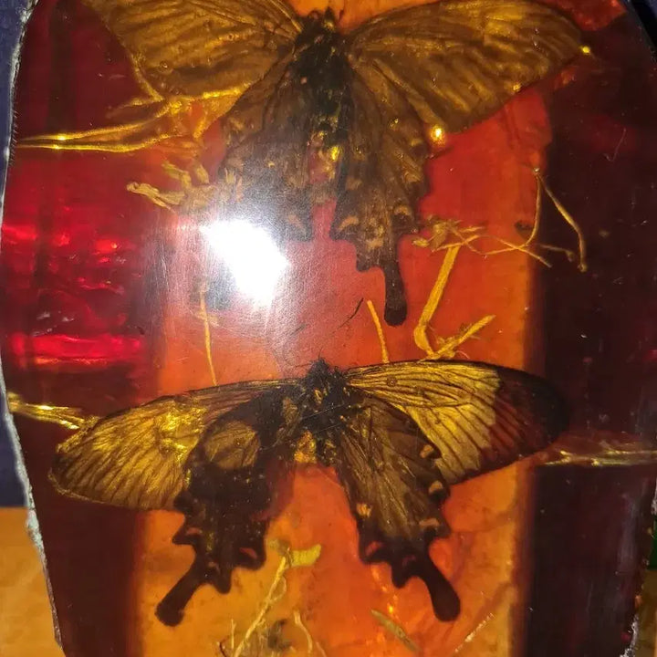 [BUNJANG] Two Butterflies Fossil Specimen / 왕나비 2마리 화석?