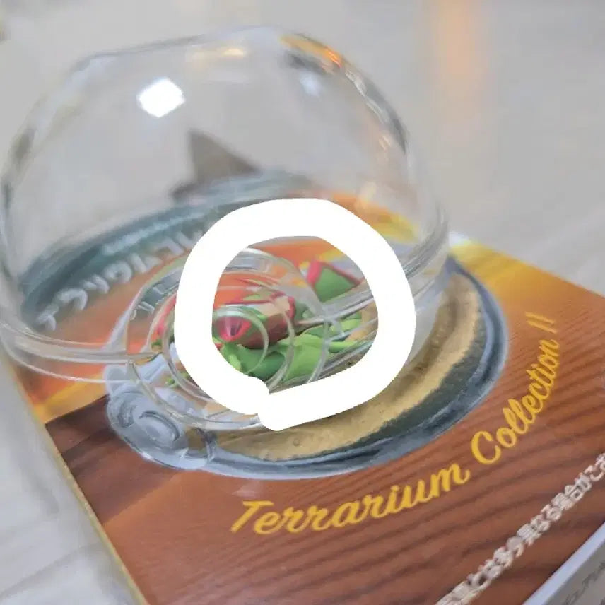 [BUNJANG] Pokemon Teddiursa Terrarium Collection Set Bundle / 포켓몬스터 깜지곰 리멘트 2세트 일괄판매