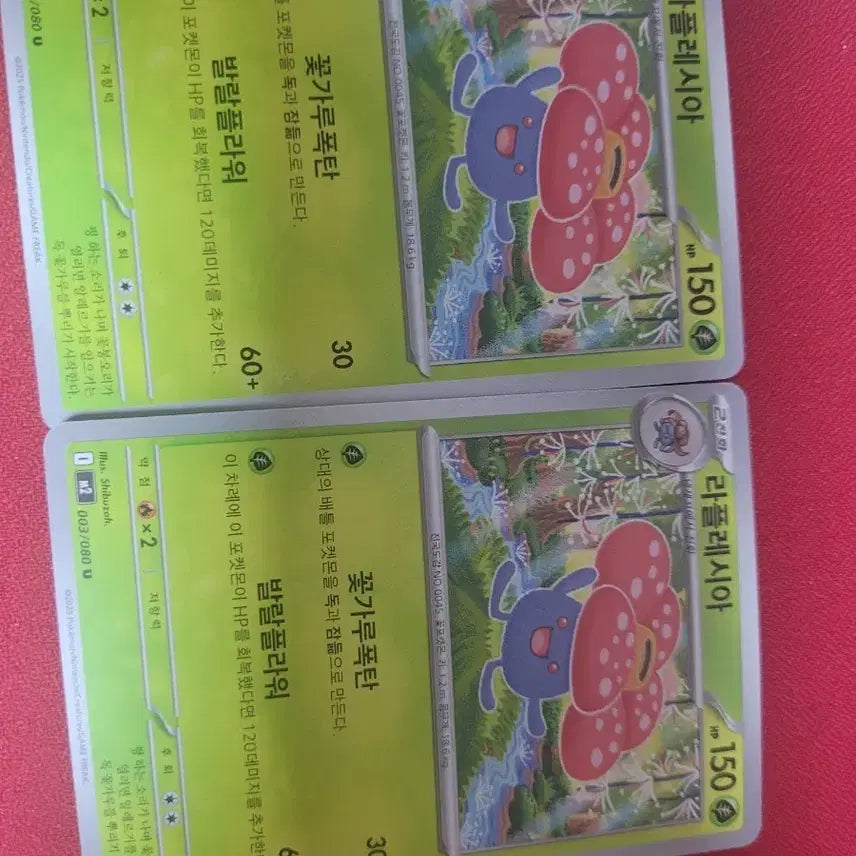 [BUNJANG] Laphesia (Set of 2) / 라플레시아 2개 판매합니다
