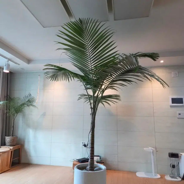 [BUNJANG] Areca Palm - Large Specimen Plant / 대왕야자(직거래)