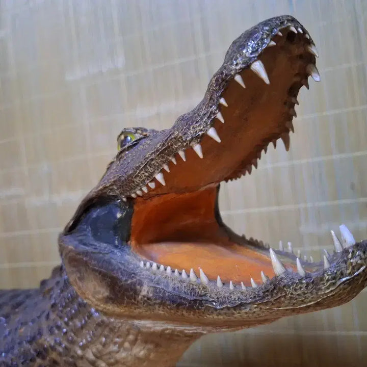 [BUNJANG] 100% Real Black Caiman Taxidermy - 1 Meter Length / 1미터 100% 리얼악어(박제) 블랙카이만