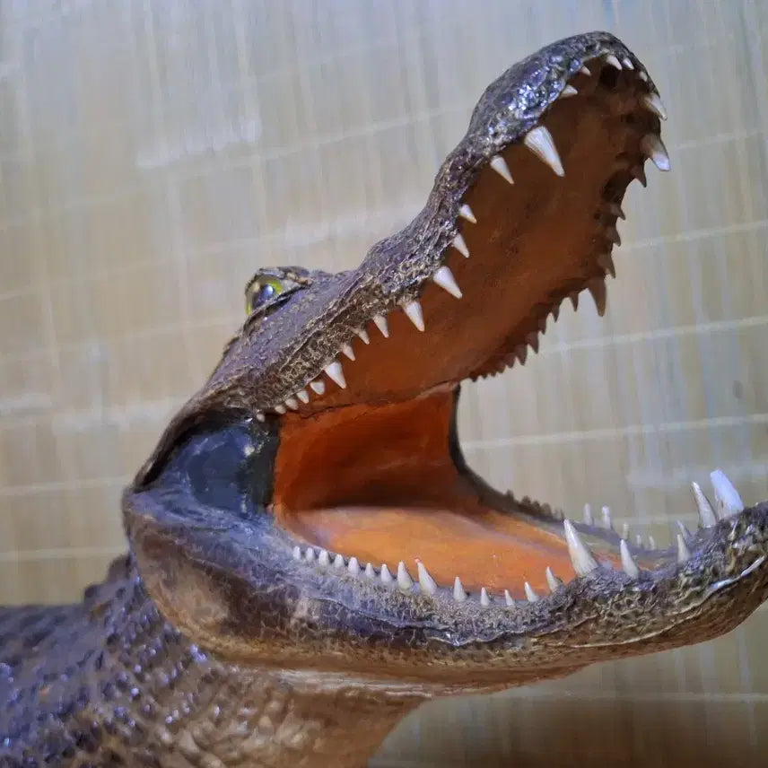 [BUNJANG] 100% Real Black Caiman Taxidermy - 1 Meter Length / 1미터 100% 리얼악어(박제) 블랙카이만