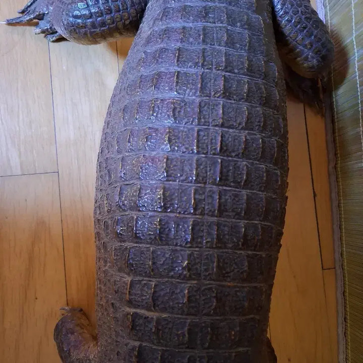 [BUNJANG] 100% Real Black Caiman Taxidermy - 1 Meter Length / 1미터 100% 리얼악어(박제) 블랙카이만