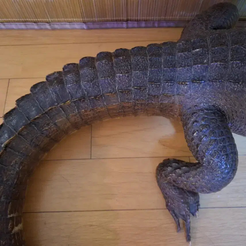 [BUNJANG] 100% Real Black Caiman Taxidermy - 1 Meter Length / 1미터 100% 리얼악어(박제) 블랙카이만