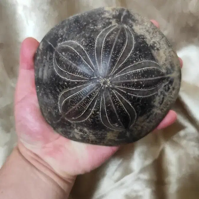 [BUNJANG] Shield Sea Urchin Fossil Large / 방패연잎성게화석 제법큽니다