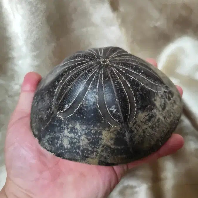 [BUNJANG] Shield Sea Urchin Fossil Large / 방패연잎성게화석 제법큽니다