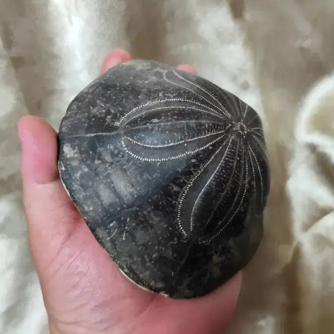 [BUNJANG] Shield Sea Urchin Fossil Large / 방패연잎성게화석 제법큽니다