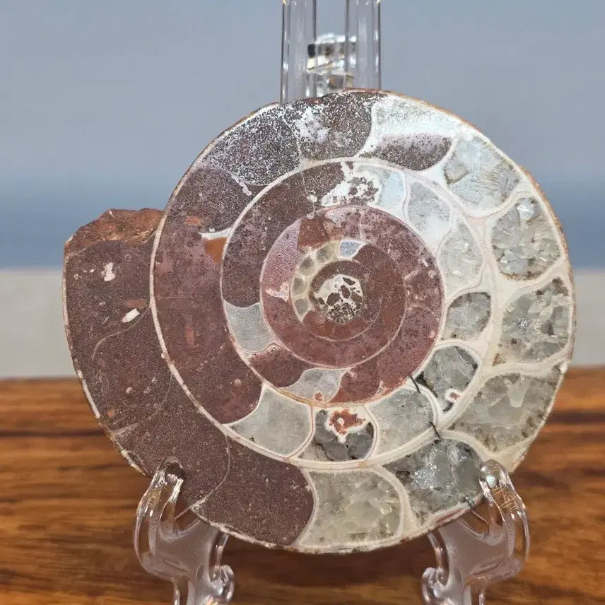 [BUNJANG] Ammonite Fossil Stone / 26060401 암모나이트 화석 수석 팝니다