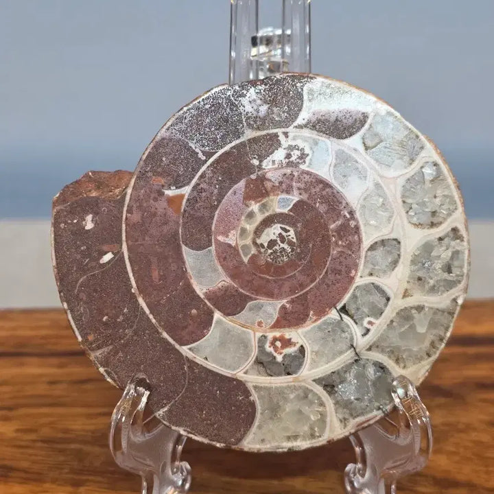 [BUNJANG] Ammonite Fossil Stone / 26060401 암모나이트 화석 수석 팝니다