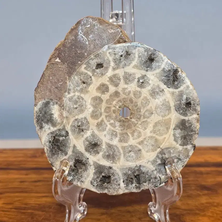 [BUNJANG] Ammonite Fossil Stone / 26030402 암모나이트 화석 수석 팝니다