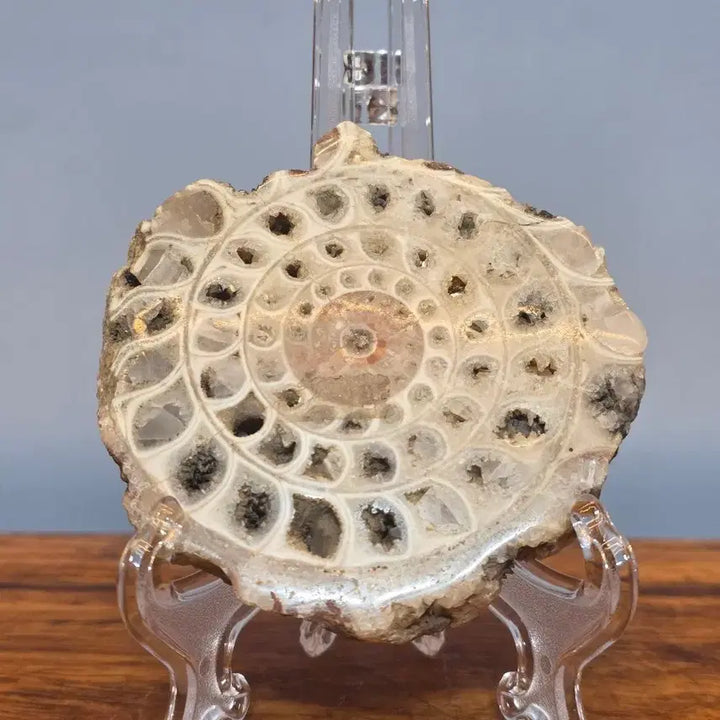 [BUNJANG] Ammonite Fossil Stone / 26060403 암모나이트 화석 수석 팝니다