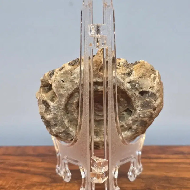 [BUNJANG] Ammonite Fossil Stone / 26060403 암모나이트 화석 수석 팝니다