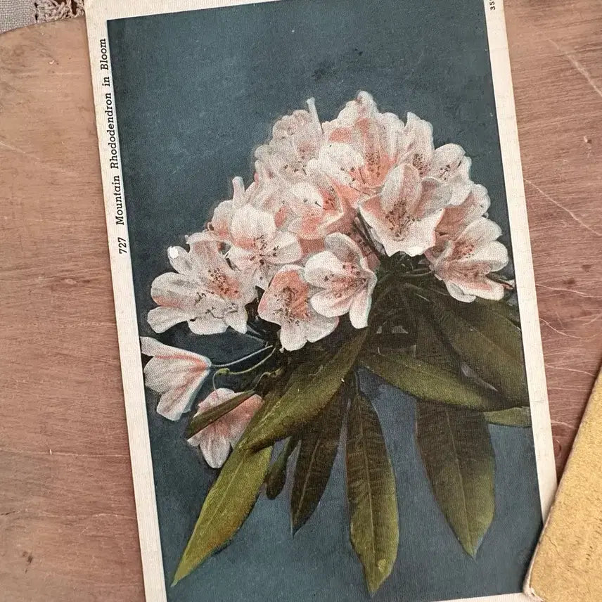 [BUNJANG] Vintage Postcard Flower Set (3 pcs) / 빈티지엽서 플라워 3장함께