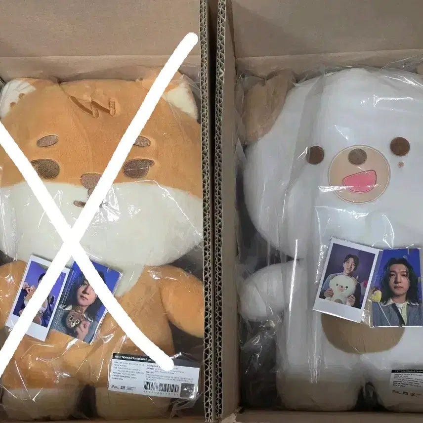 [BUNJANG] Day6 Jae Party Merchandise Giant Petit Merchandise Don Photocard / 데이식스 자쁘멀 자이언트 쁘띠멀즈 돈
