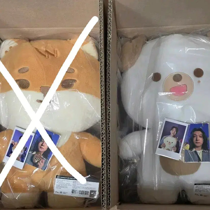 [BUNJANG] Day6 Jae Party Merchandise Giant Petit Merchandise Don Photocard / 데이식스 자쁘멀 자이언트 쁘띠멀즈 돈