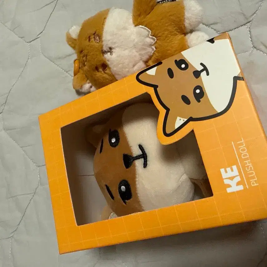 [BUNJANG] DAY6 Day6 Day6 Bundle Set / 데이식스 쁘멀 케,24케 일괄