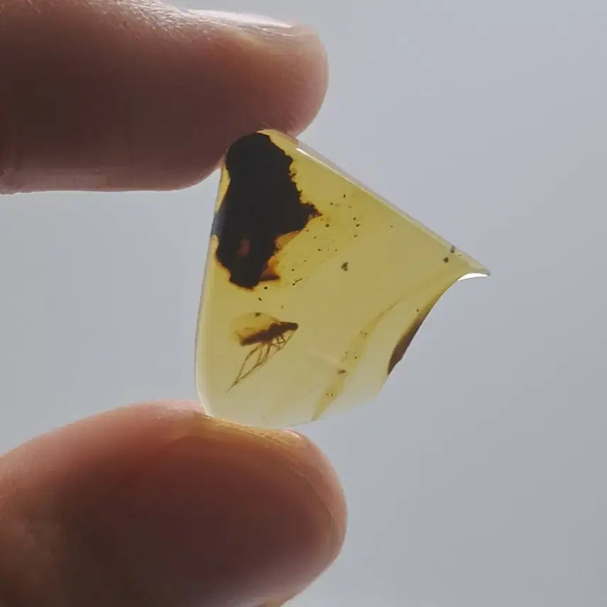 [BUNJANG] Burmese Cockroach Amber Fossil / 굿퀄!! 버마산 바퀴벌레 호박 화석
