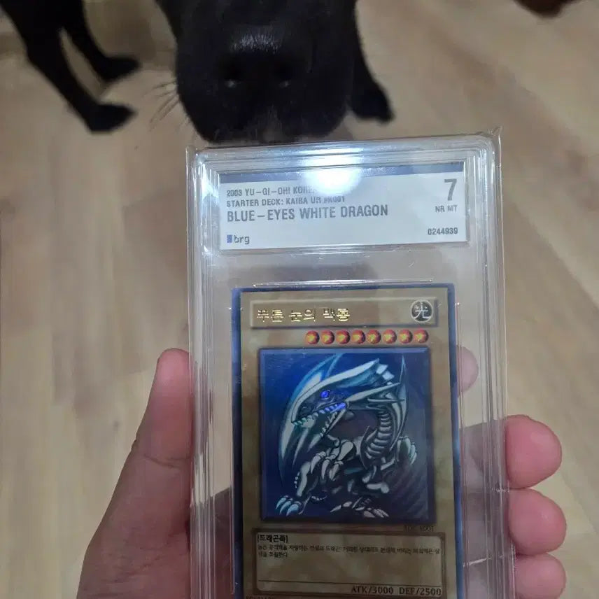[BUNJANG] Yu-Gi-Oh! Blue-Eyes White Dragon SDK BRG 7 Graded Card / [BRG 7] 유희왕 푸른 눈의 백룡 SDK 판매합니다