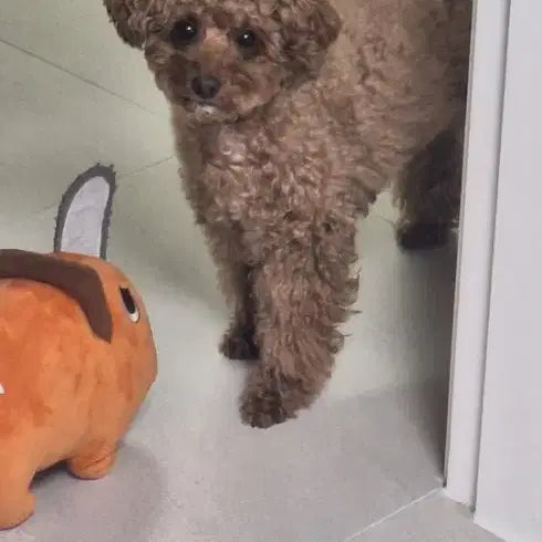 [BUNJANG] Pochita Plush 25cm / 포치타 인형 25cm