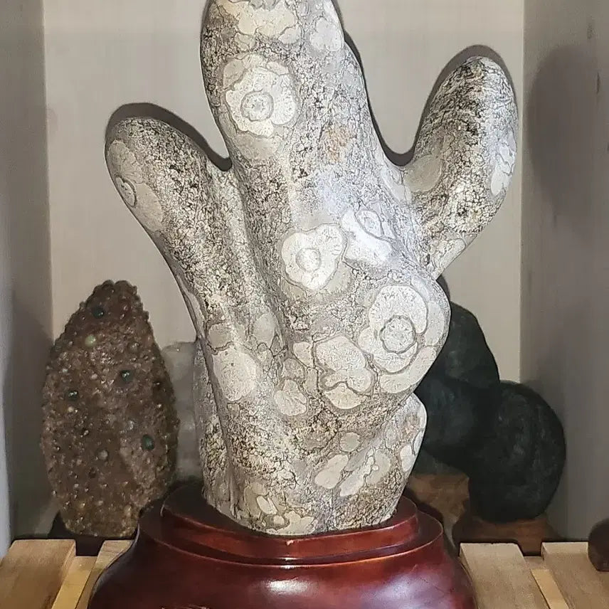 [BUNJANG] Camellia Pattern Cheongsong Flower Stone (Suseok) / 선인장 형태 동백문양 청송꽃돌 수석